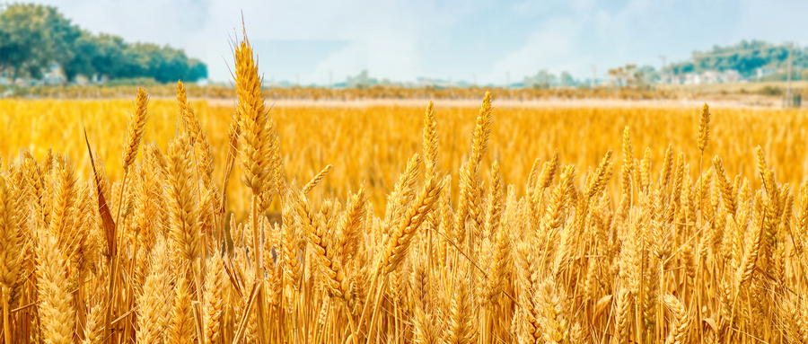 澳门铁盘算盘490777